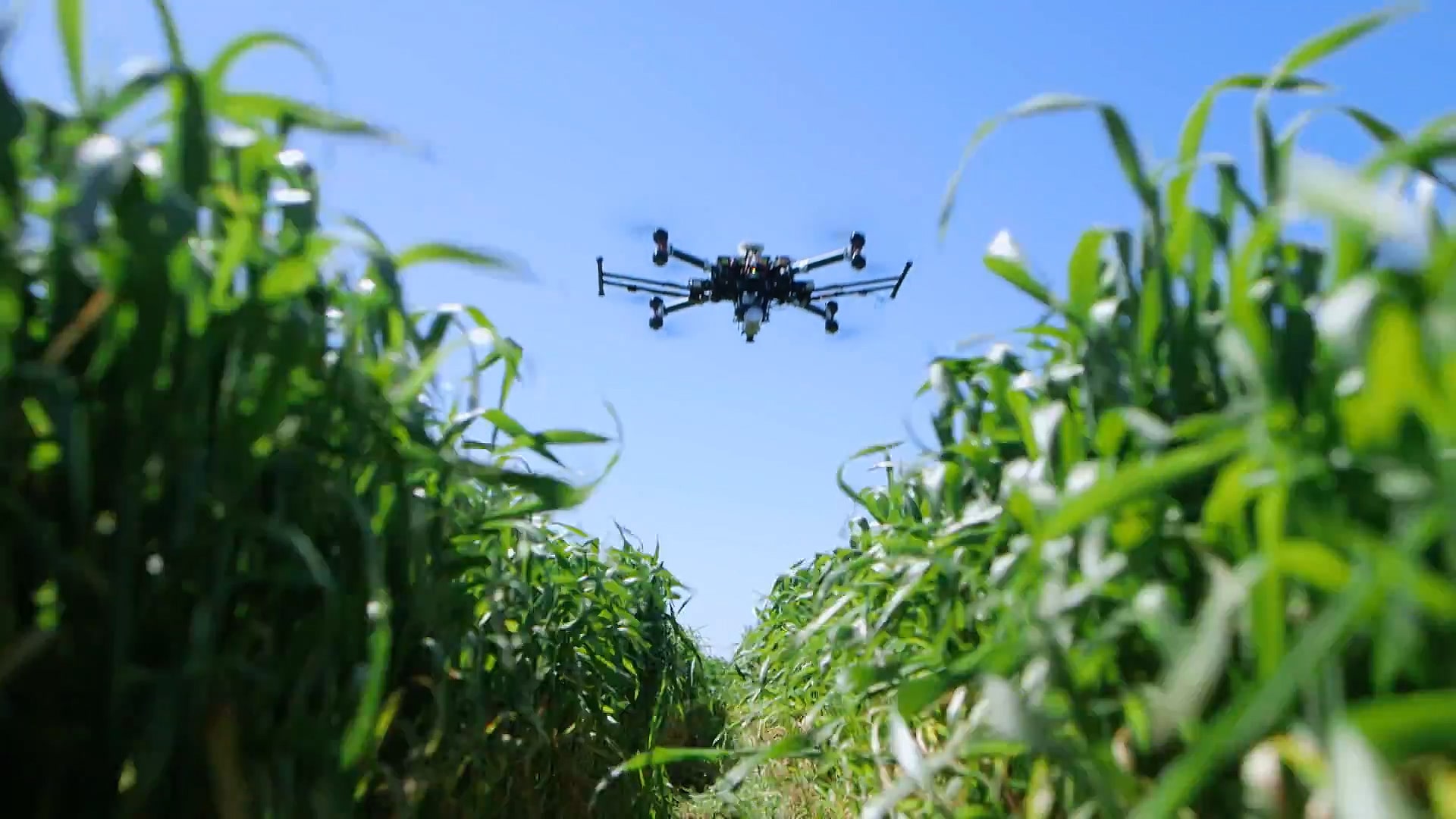 Mahsul kontrolü yapan bir dron