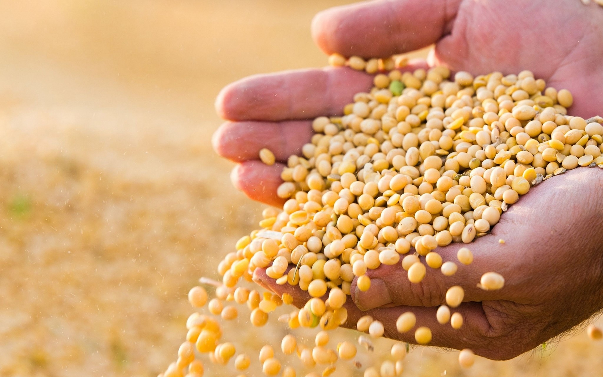 Soya fasulyesi