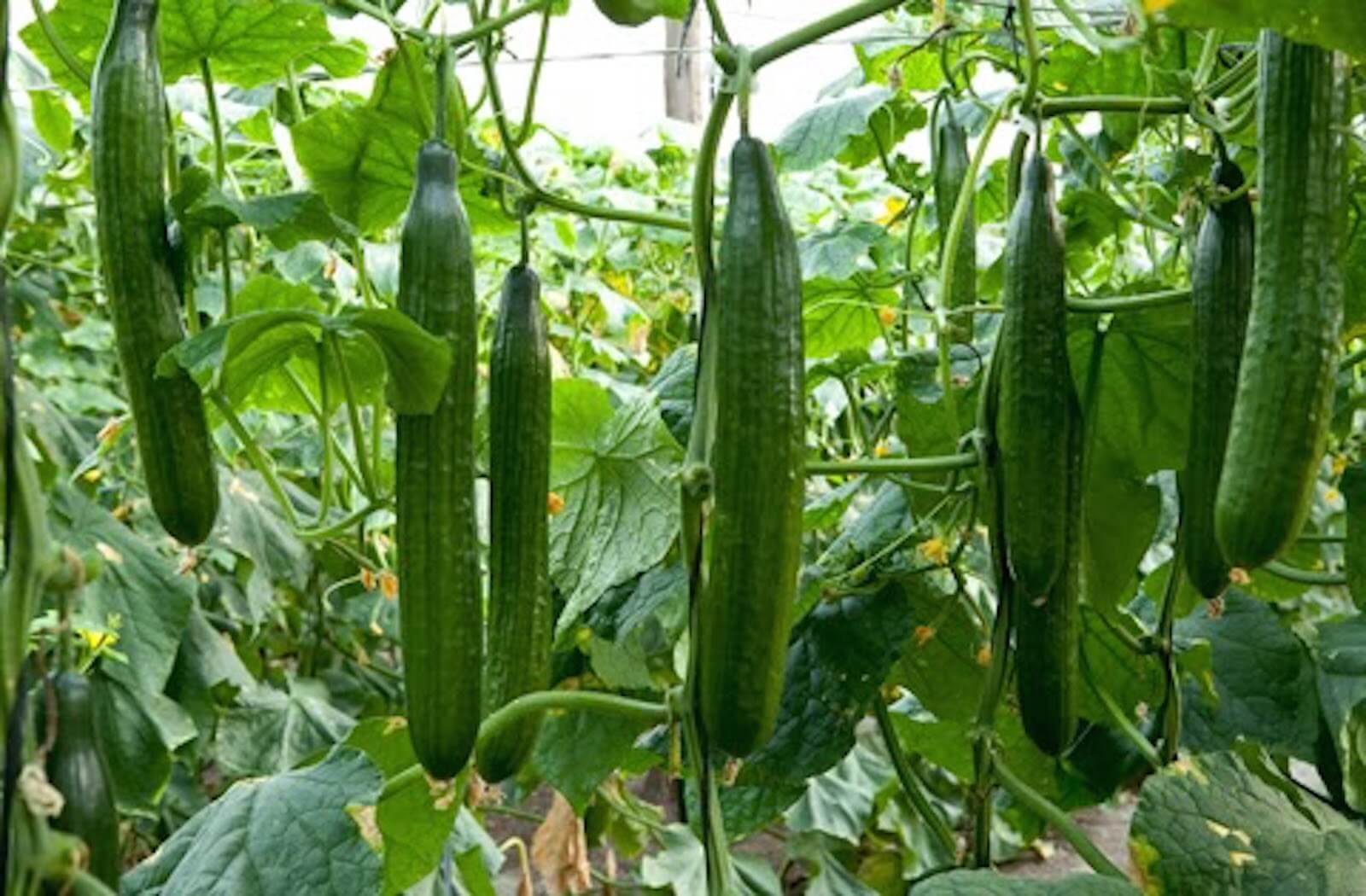 Salatalık
