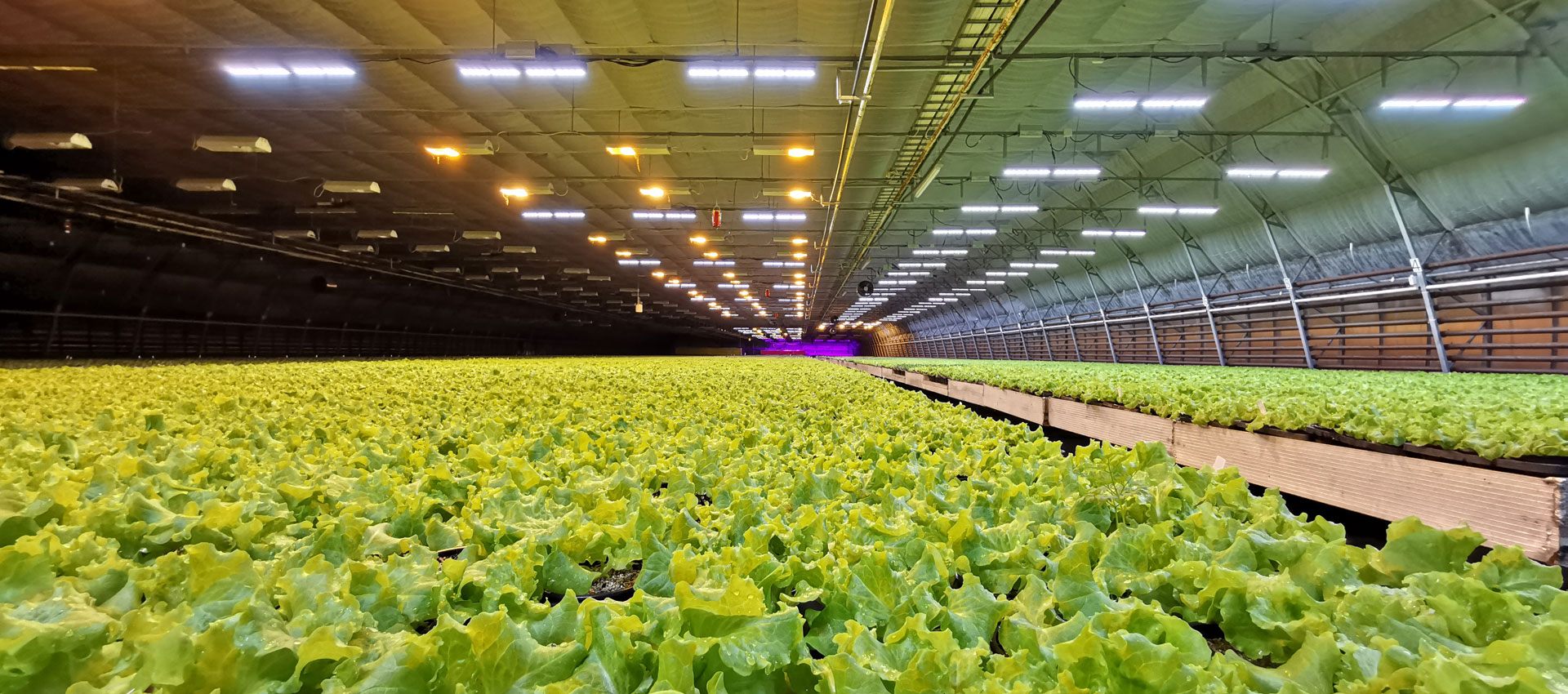 Led aydınlatma uygulanmış bir sera