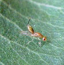 Megastigmus pistaciae ergini