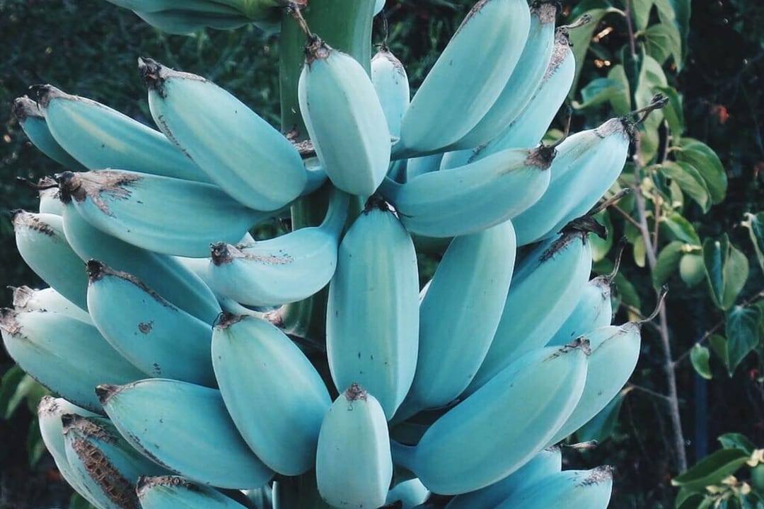 blue java banana