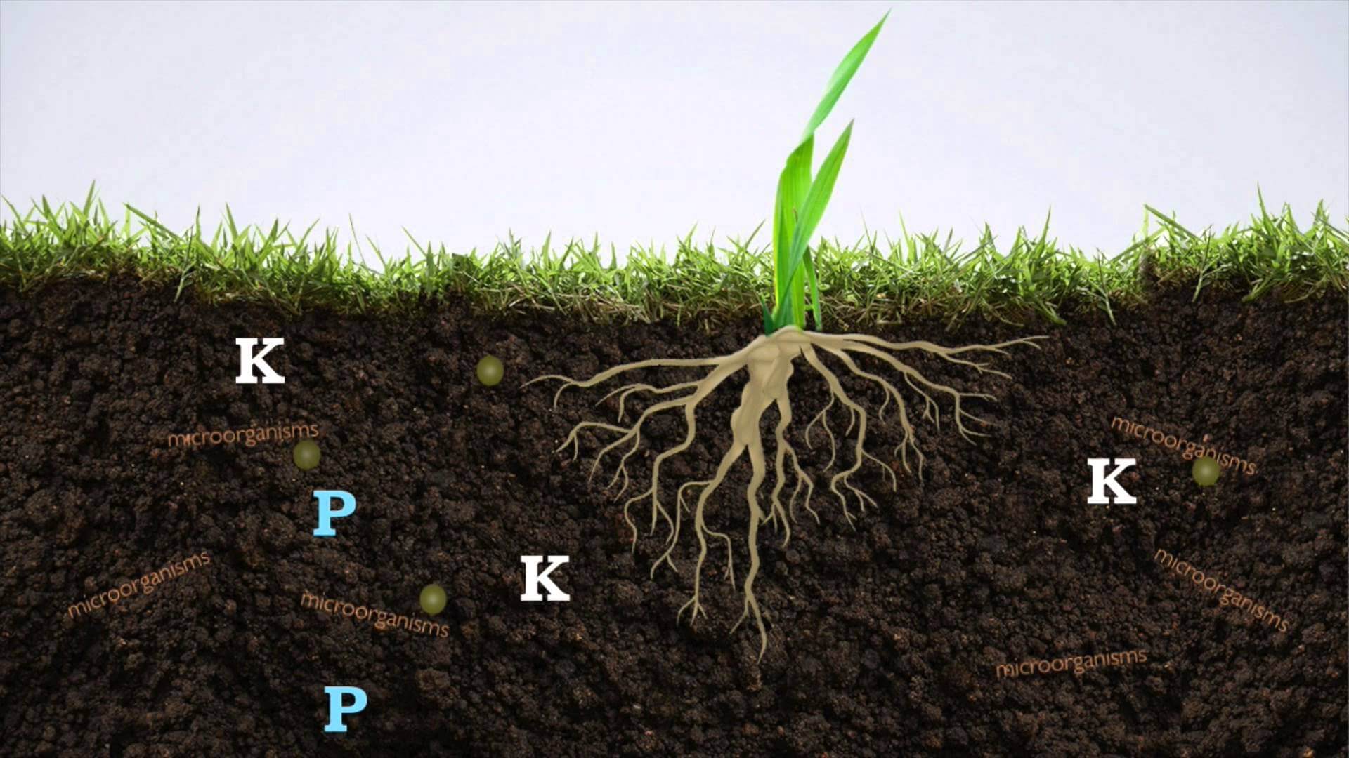 Gubreler Cesitleri Yararlari Ve Cevresel Etkileri Hakkinda Bilinmesi Gereken Hersey Hortiturkey Gubreler Cesitleri Yararlari Ve Cevresel Etkileri Hakkinda Bilinmesi Gereken Hersey Hortiturkey