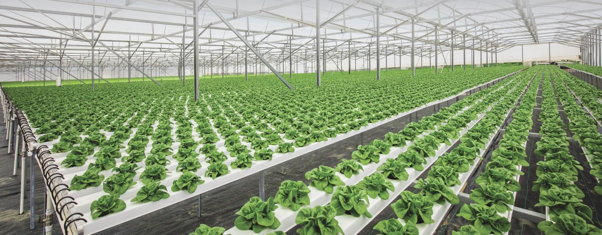 Hidroponik Tarim Ile Ciftciligin Gelecegi Nasil Olabilir Hortiturkey