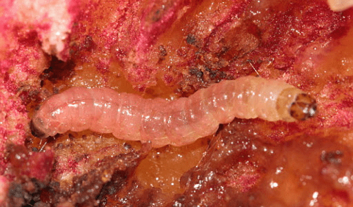 Larva