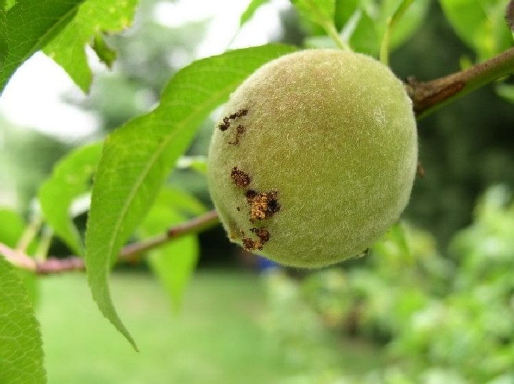 Meyveye bıraktığı zamk