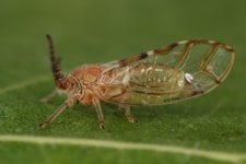 Ergini