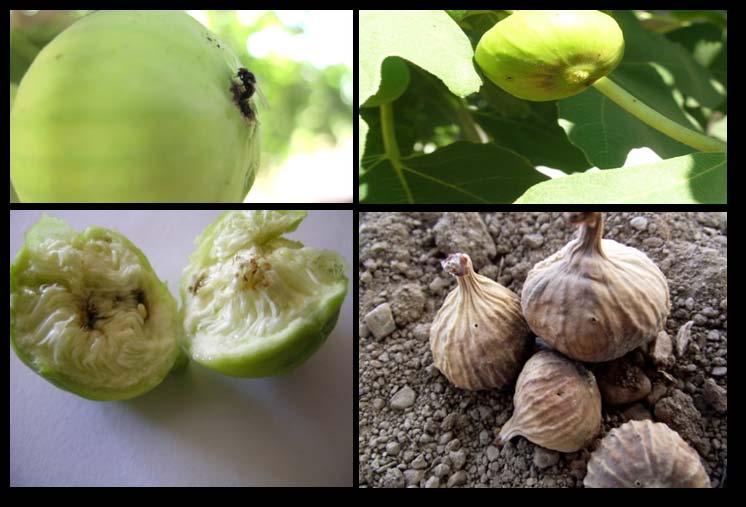 İncir sineğinin yumurta bırakan ergini, ağaç üzerinden bulaşık meyve, meyve içerisindeki larva, zarar nedeniyle dökülen meyve ve üzerindeki larva çıkış delikleri