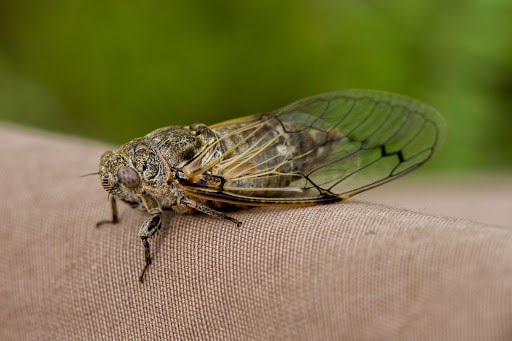 Cicadatra adanai ergini