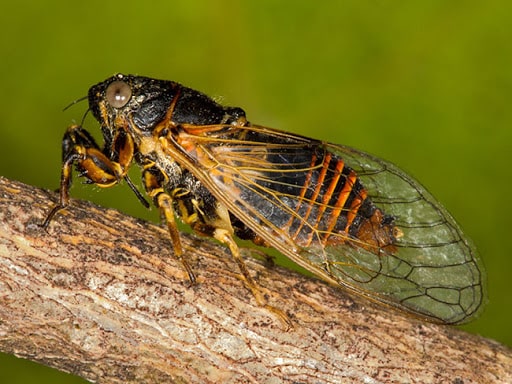 Cicadivetta tibialis ergini