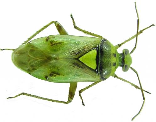 Lygus gemellatus