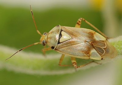 Lygus italicus