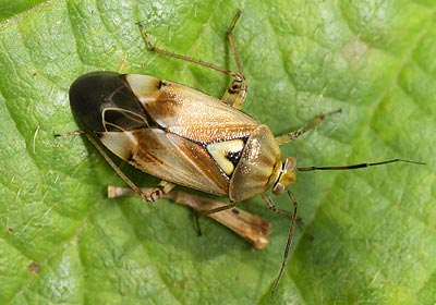 Lygus pratensis