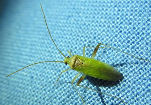 Creontiades pallidus