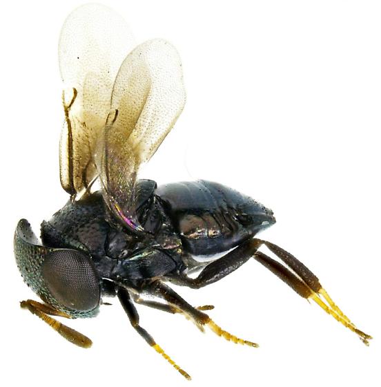 Aenasius arizonensis ergini
