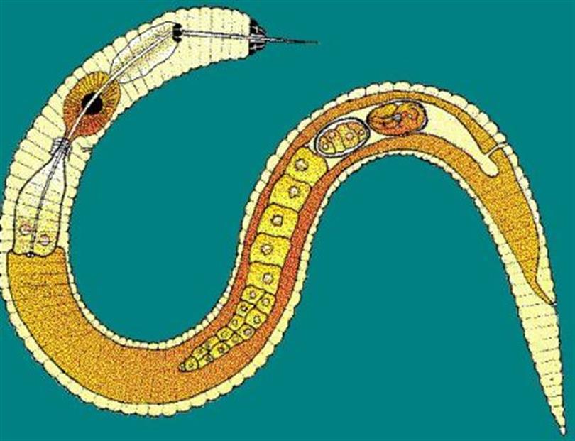 Çeltik beyaz uç nematodu
