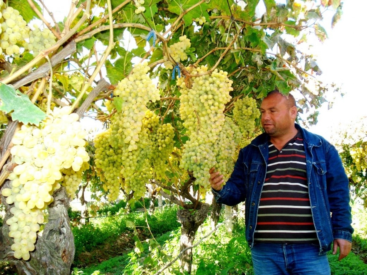 Üzüm salkımları