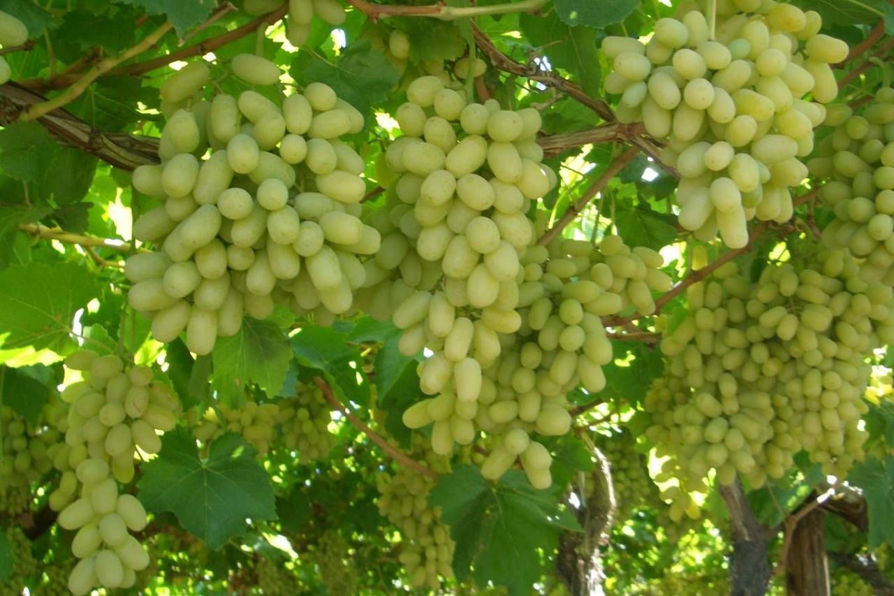 Razakı üzüm çeşiti