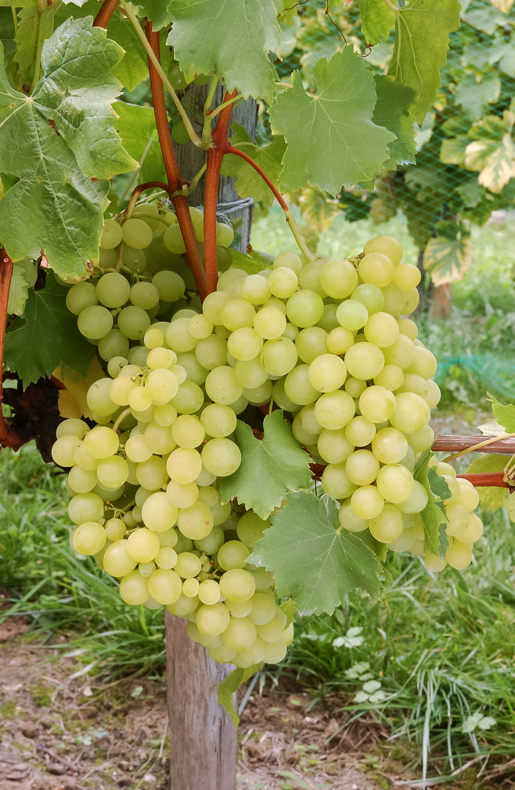 Muscat Rein Des Vignes çeşiti