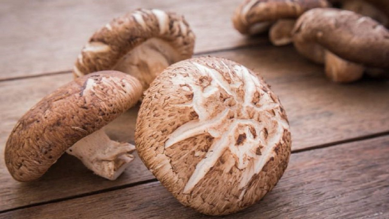 Şitaki (shiitake) mantarı