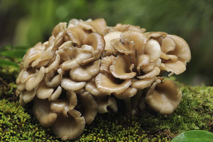Maitake mantarı