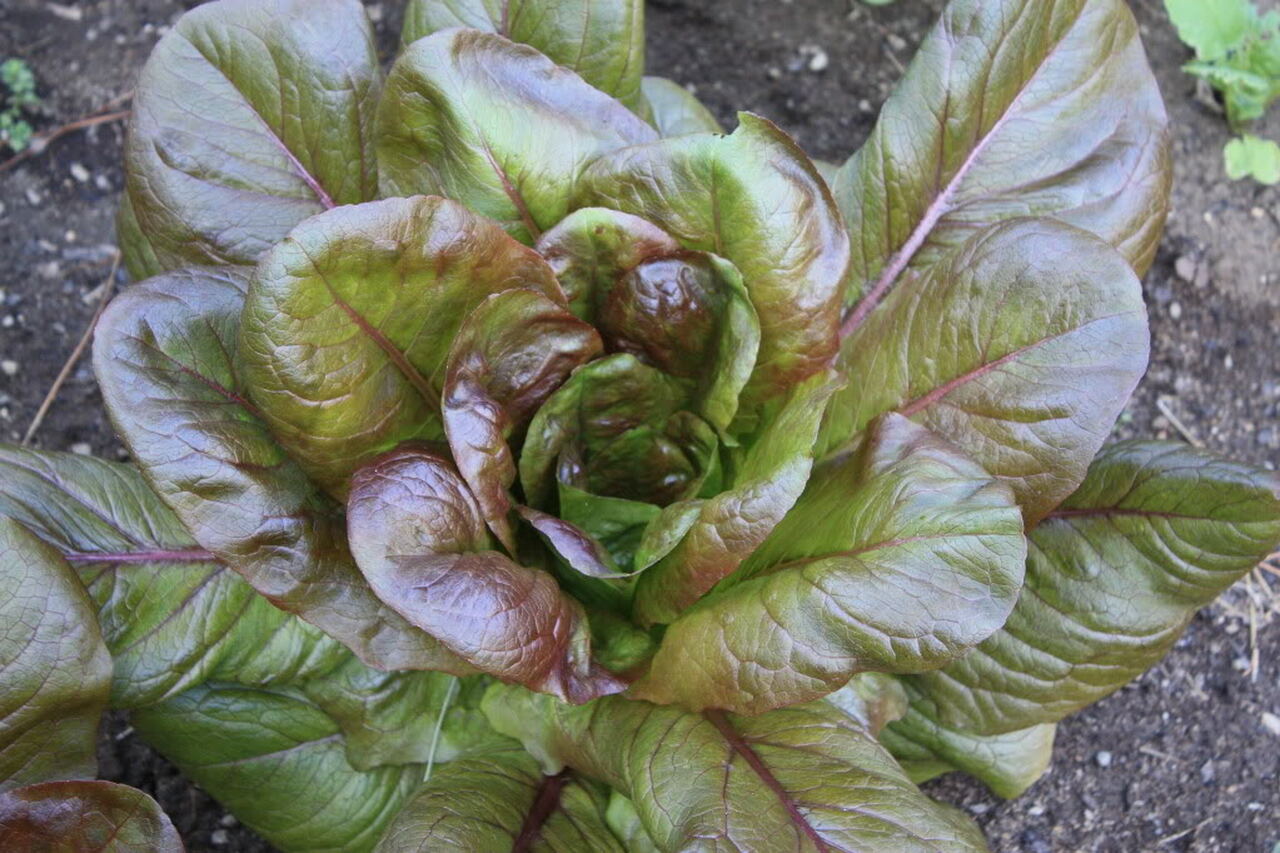 Cimmaron Red Romaine
