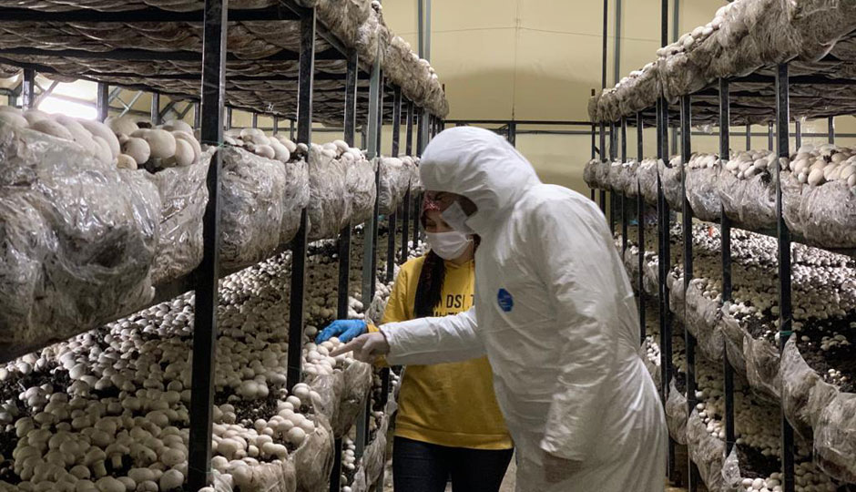 Mantarların büyümeleri ve kaliteleri kontrol edilirken