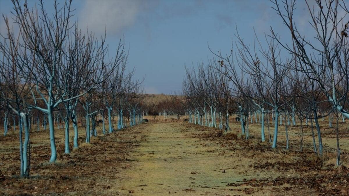 Bordo bulamacı uygulanmış ağaçlar