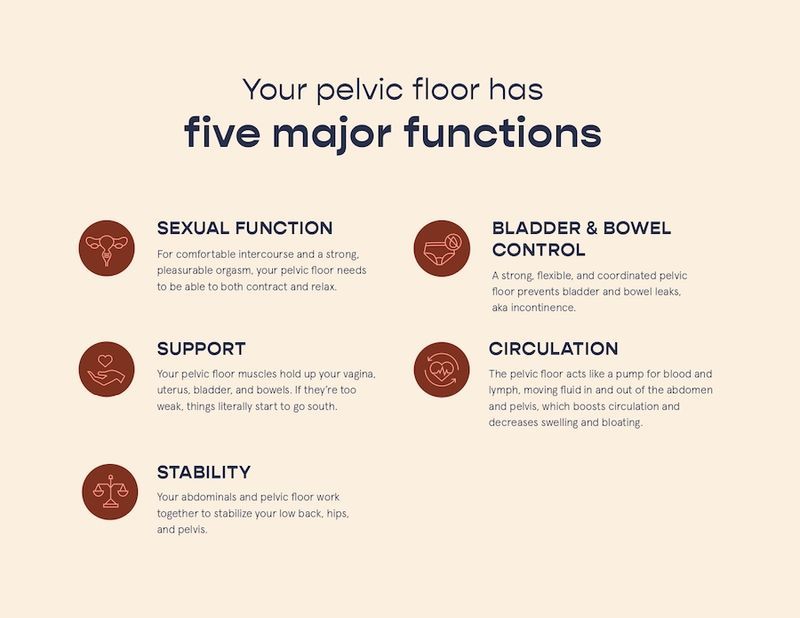 Pelvic Floor 101 Getting To Know Your Pelvic Floor Origin