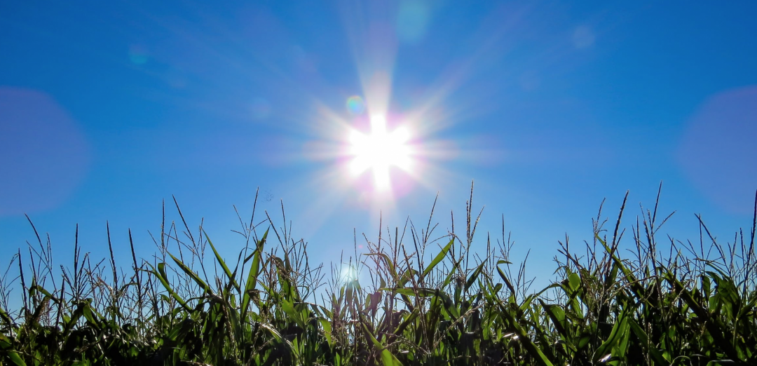 Solarenergie - Die Sonne steht strahlend über einem grünen Feld am Himmel