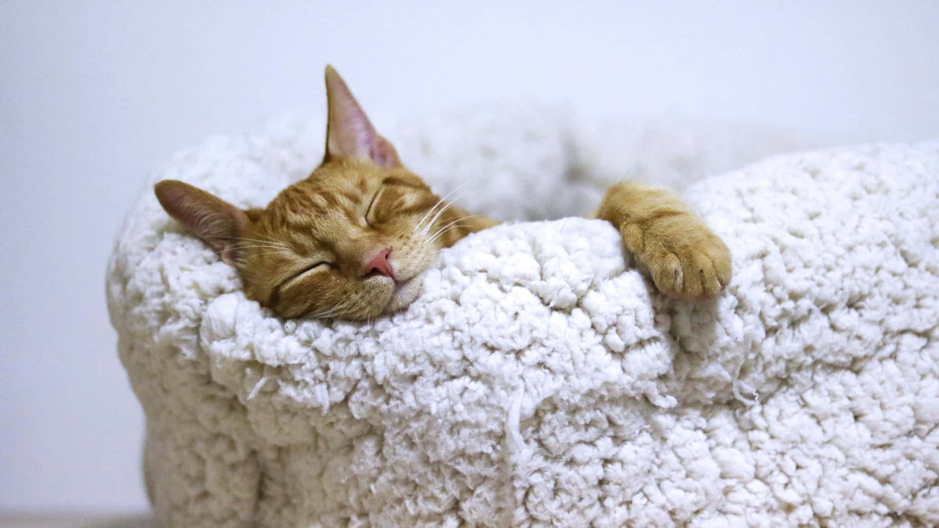 Pet furniture