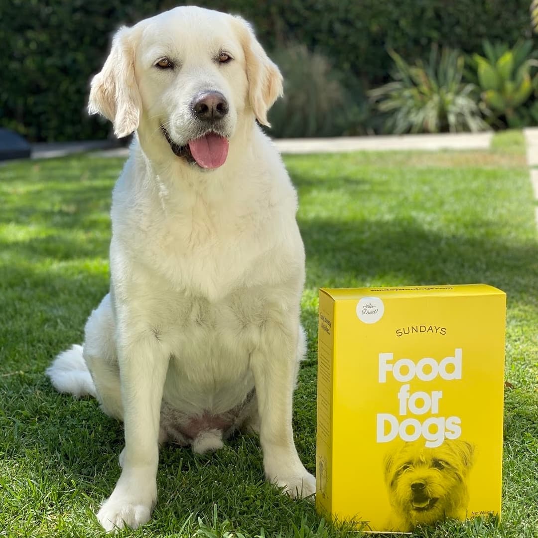 Sundays Dog Food Review The Quality Edit