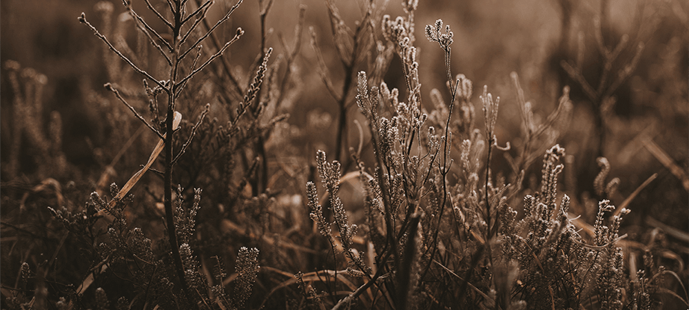 Soft Autumn Colours