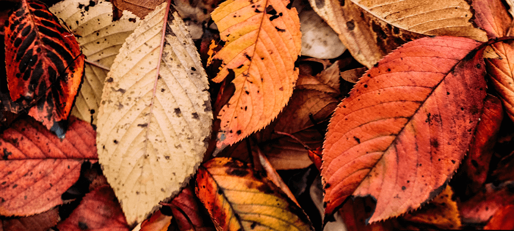 True Autumn Colours