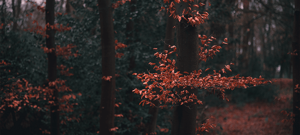 Dark Autumn Colours