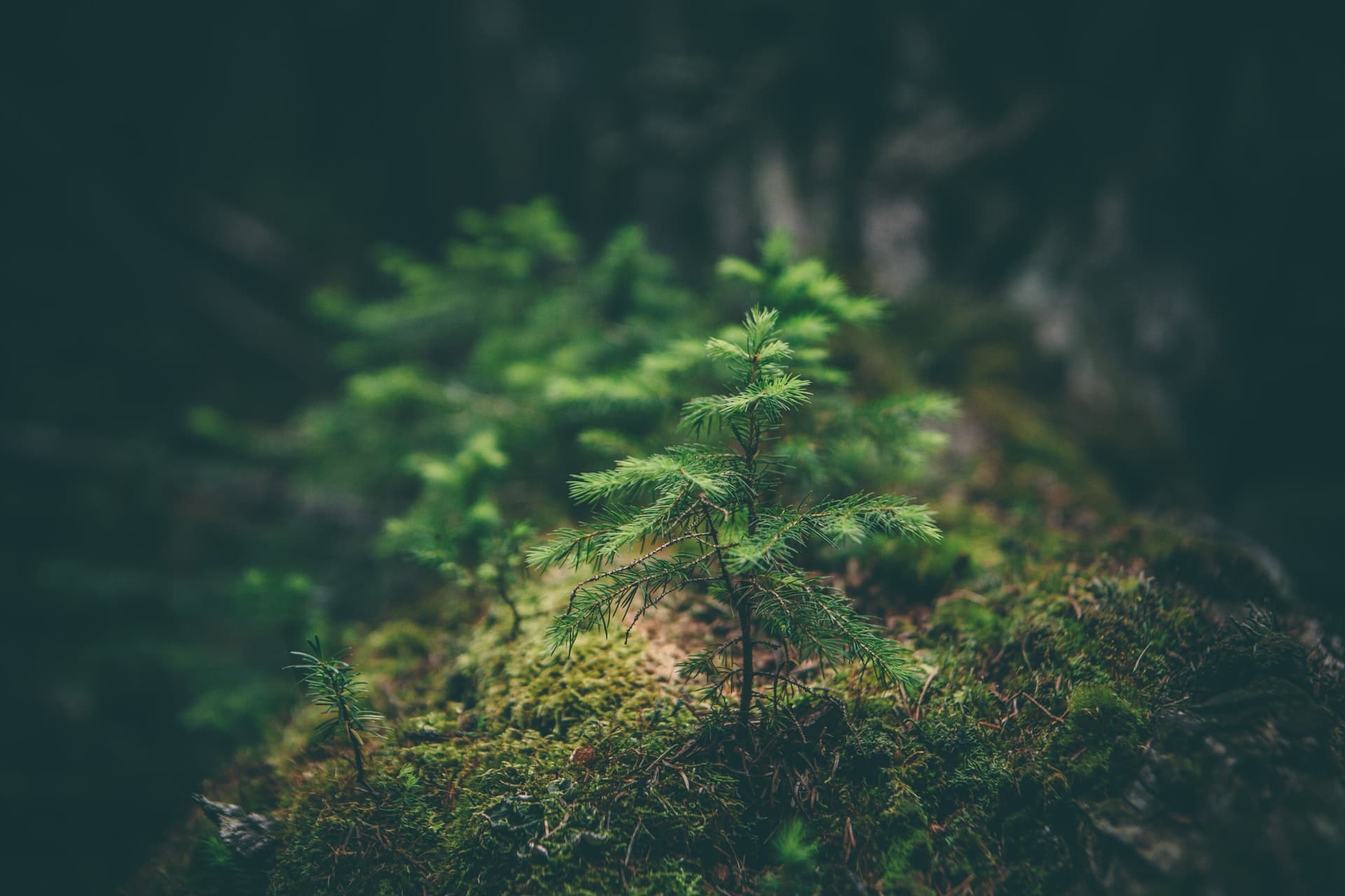 CarbonClick & Amadeus Partner to Launch Voluntary Carbon Offsetting Program.