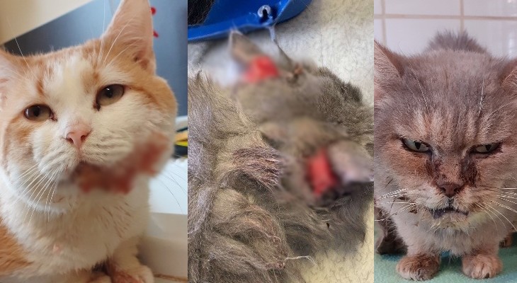 Des Chats En Grande Souffrance Saisis Par Le Refuge Nos Amis Les Betes Puissance Television