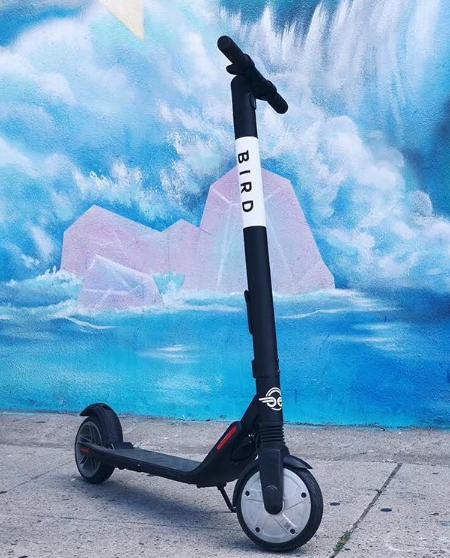 Bird Rental Electric Scooter Service