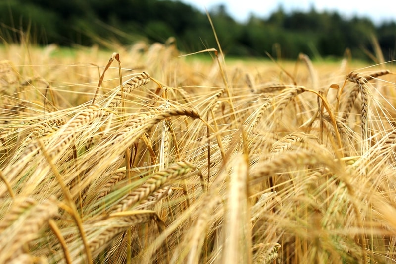 Barley Crops