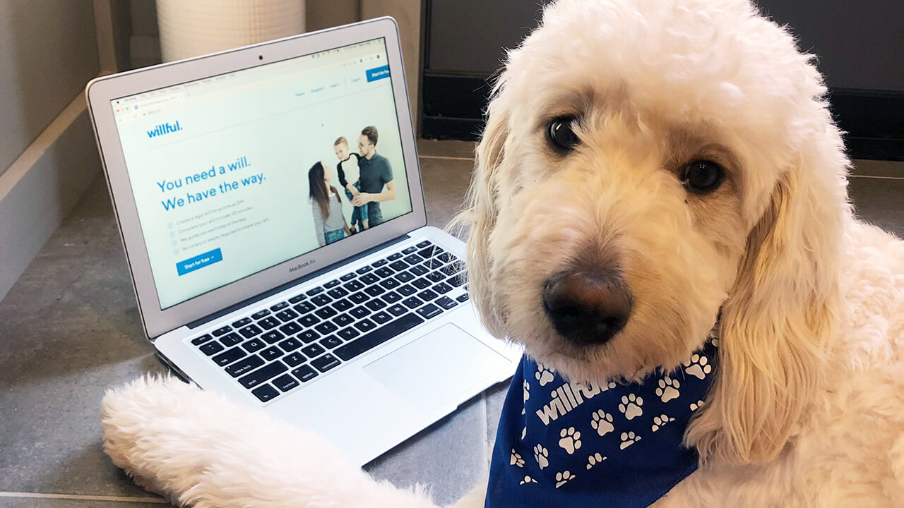 Celebrating Pet Wellness Month