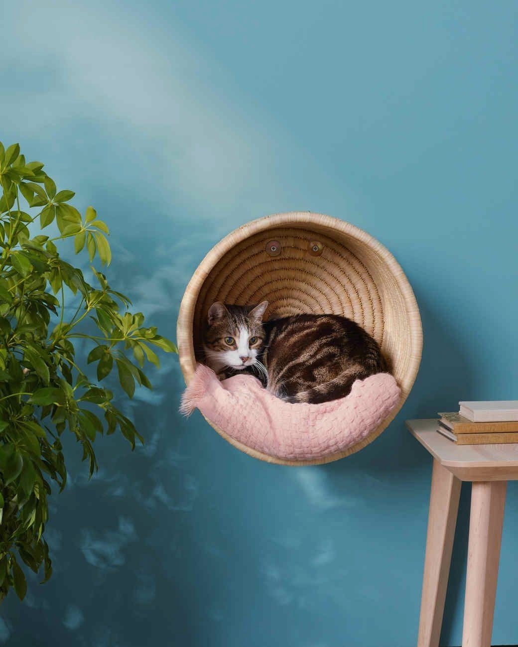 ambiente pet friendly