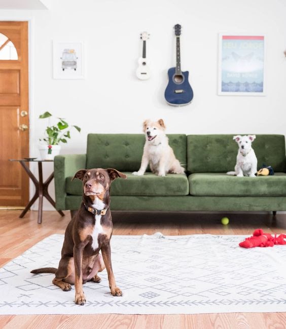 ambiente pet friendly