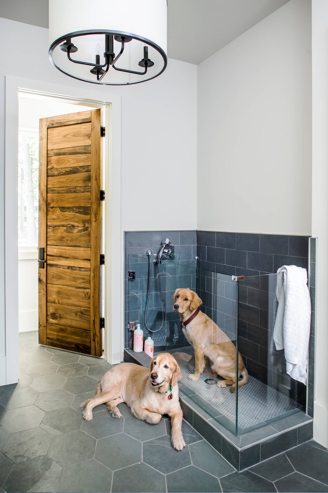 ambiente pet friendly
