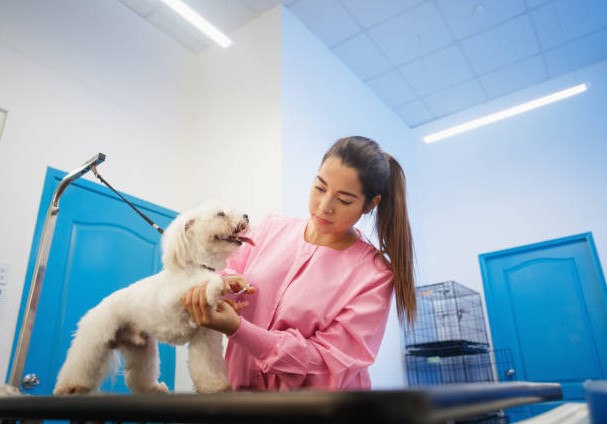 Tips memulai bisnis petshop