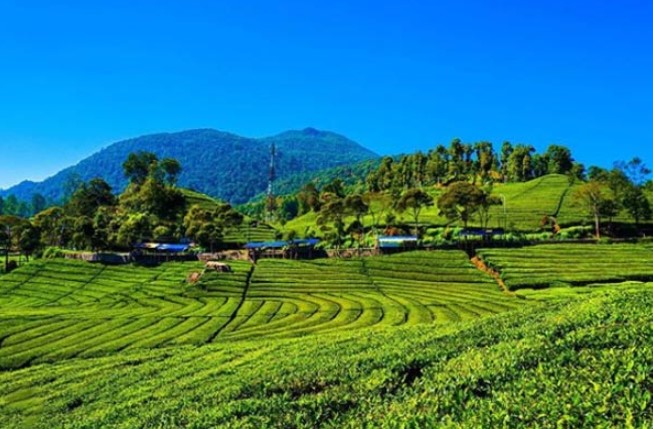 Review tempat wisata teh jangkung malabar