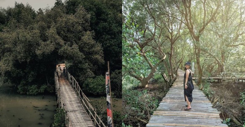 hutan mangrove pantai indah kapuk