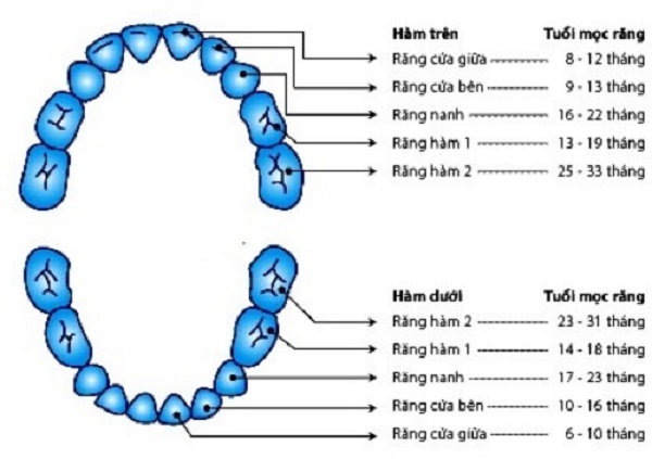 trình tự mọc răng ở trẻ nhỏ