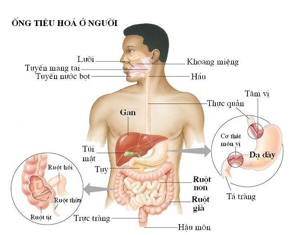 Khám sức khỏe và tầm soát ung thư