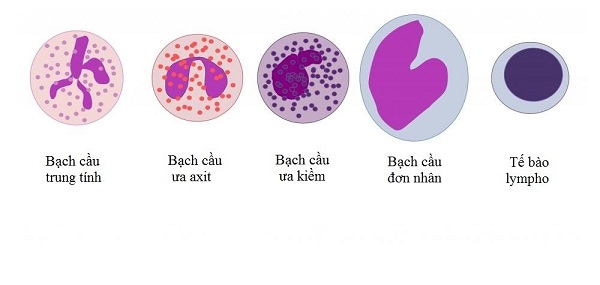 5 loại tế bào bạch cầu: bạch cầu trung tính, bạch cầu ưa axit, bạch cầu ưa kiềm, bạch cầu đơn nhân (mono), tế bào lympho