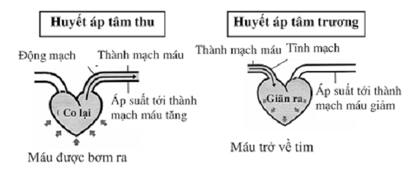 Huyết áp là áp lực đẩy do sự tuần hoàn của máu trong các mạch máu gồm huyết áp tâm thu và huyết áp tâm trương.